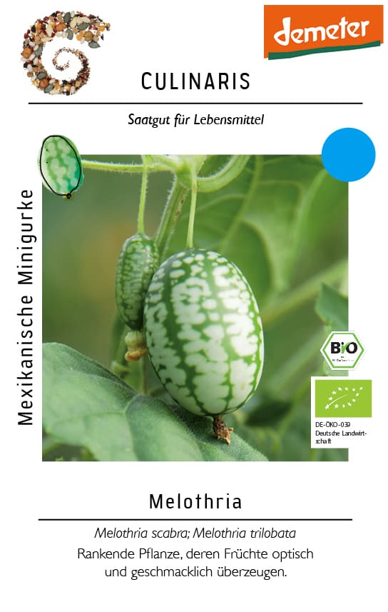 Mexikanische Minigurke