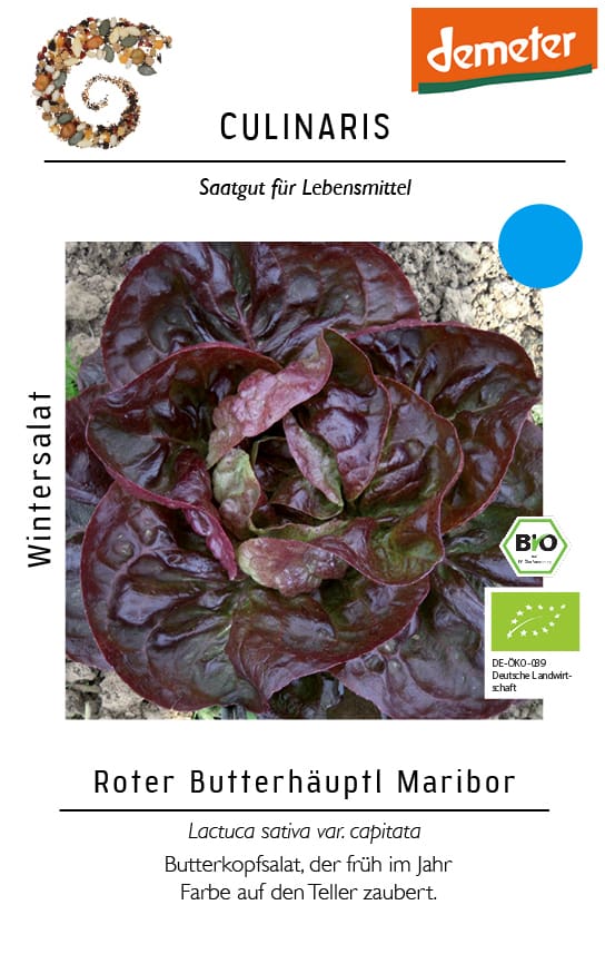 Wintersalat Roter Butterhäuptl Maribor