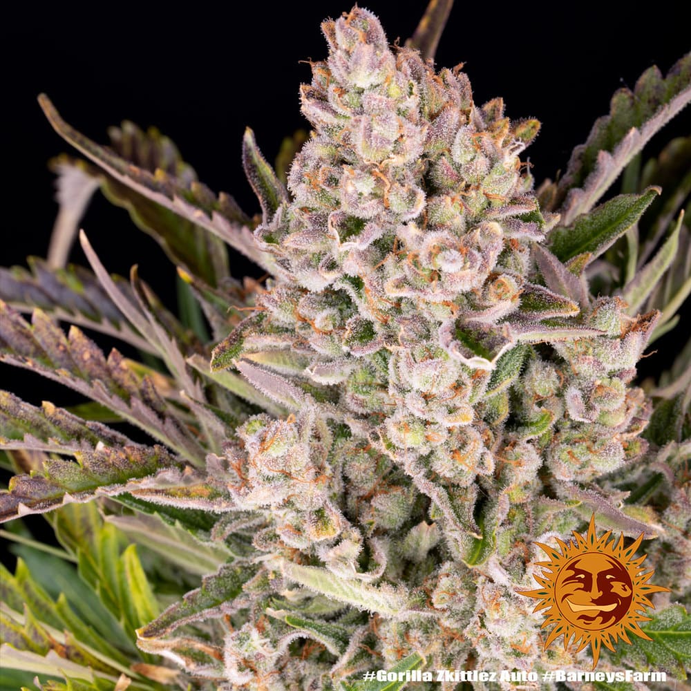 Barneys Farm Gorilla Zkittlez Auto Fem. 3St.