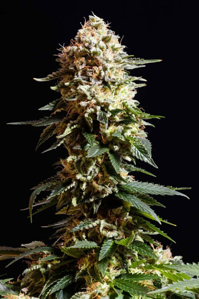 Kannabia La Reina De Africa aka Kabo Fem. 3St.