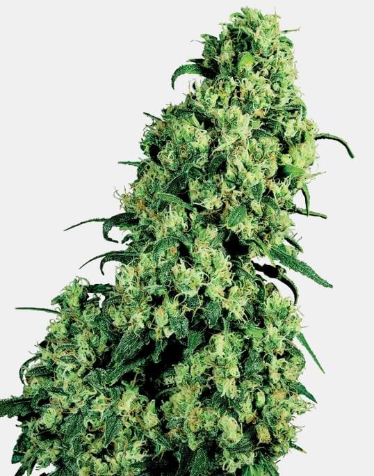 Sensi Seeds Skunk#1 Fem. 3St.