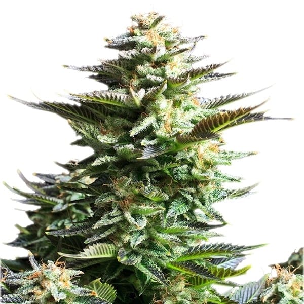 Royal Queen Seeds Amnesia Haze Fem. 3St.