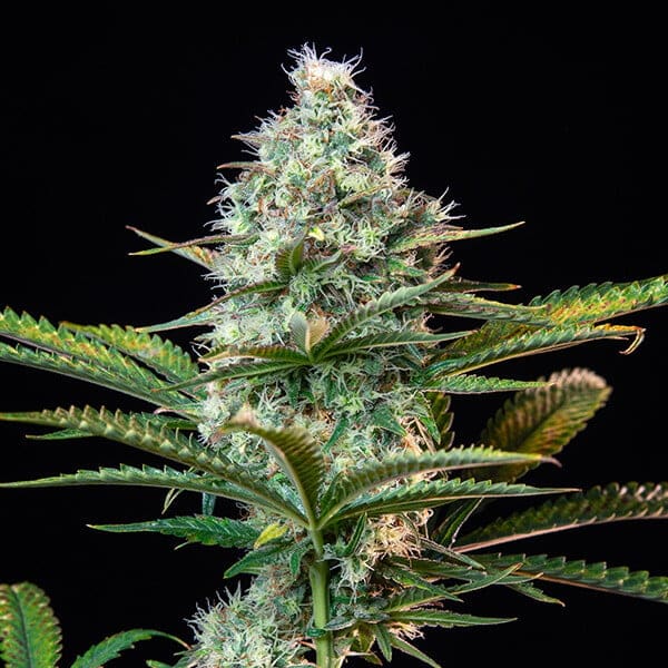 Royal Queen Seeds Royal Runtz Fem. 3St.
