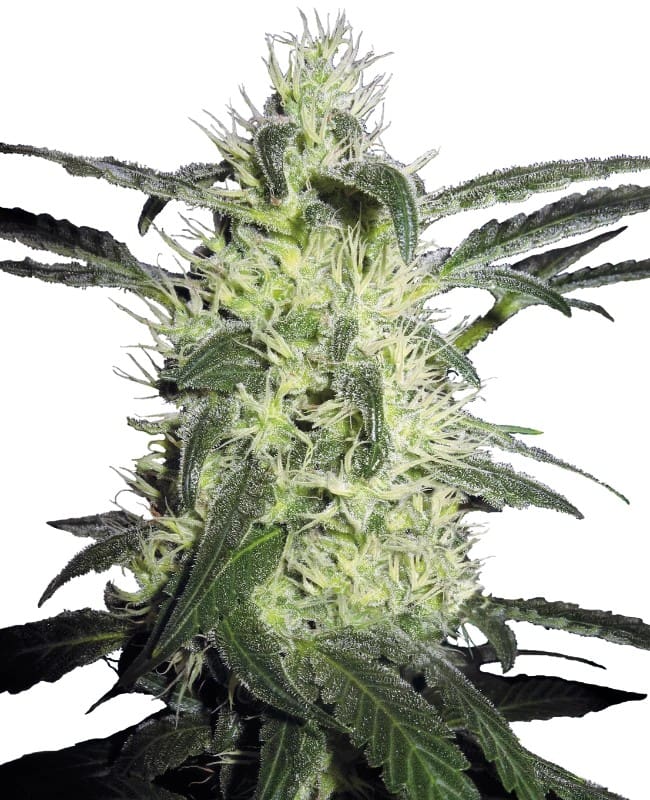 Sensi Seeds Silver Haze Reg. 10St.