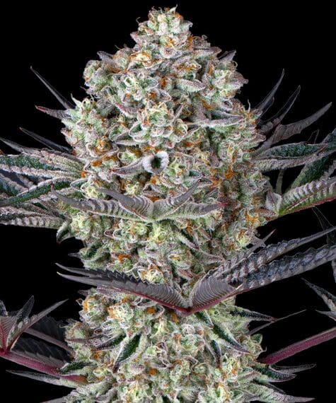 Barneys Farm DOS SI DOS 33 Fem 3St.