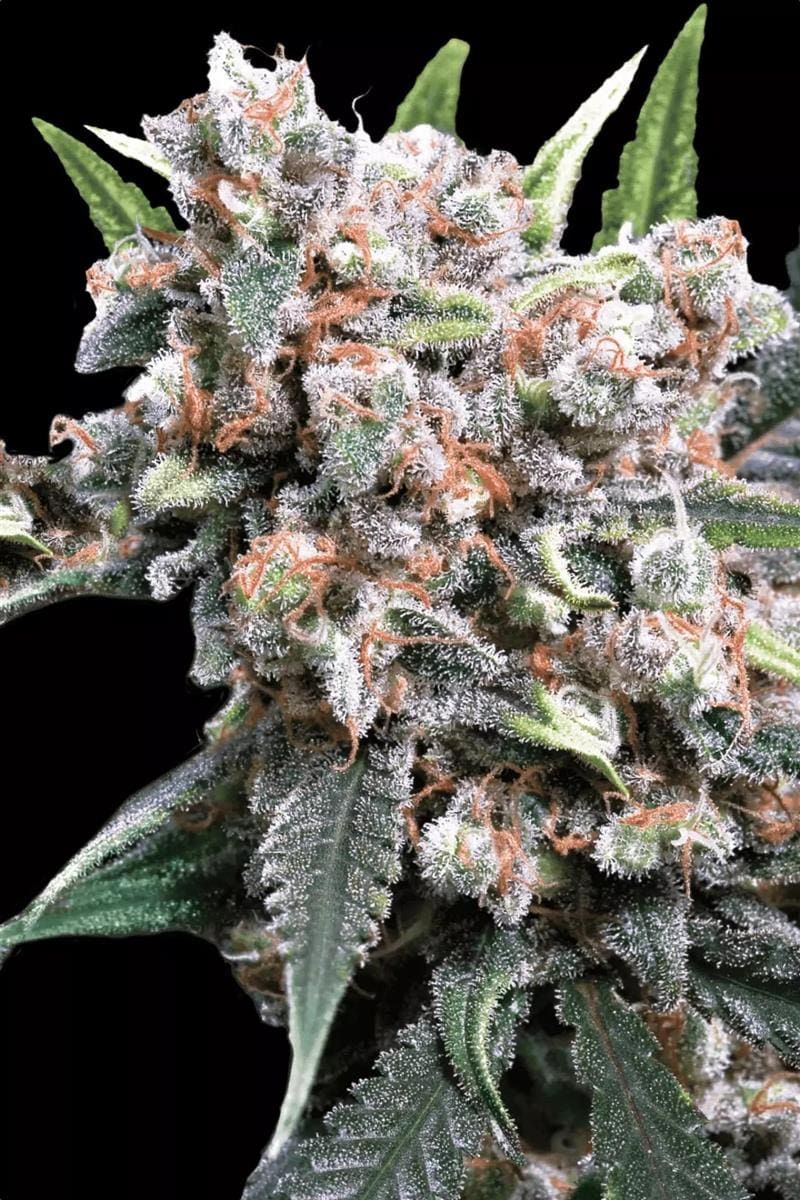 Paradise Seeds Wappa Auto Fem 3St.