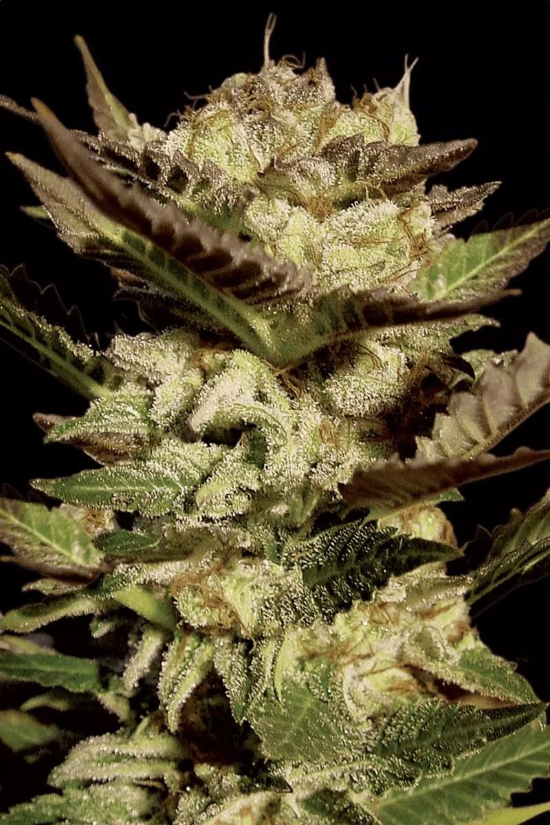 Paradise Seeds Durga Mata Fem 3St.