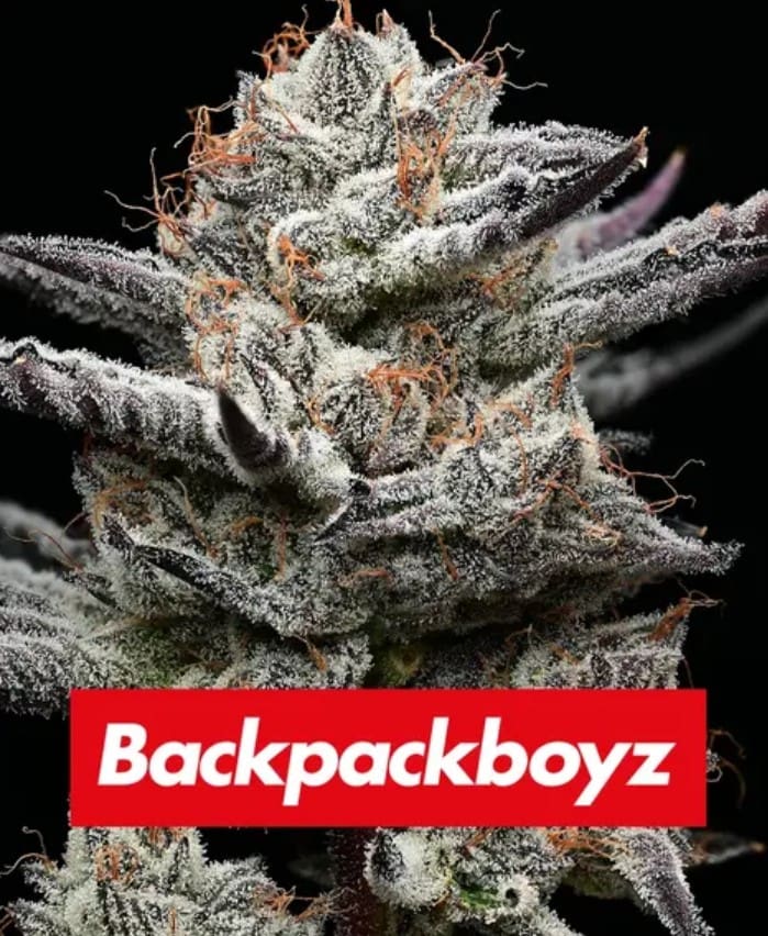 Barneys Farm Black Cherry Gushers Fem 3St.