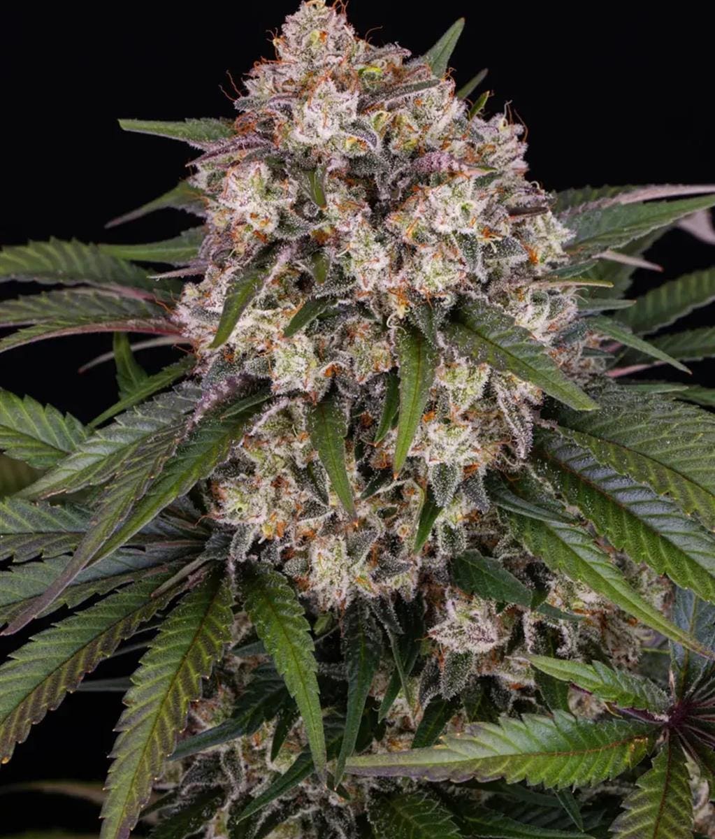 Barneys Farm OG Kush Auto Fem 3St.