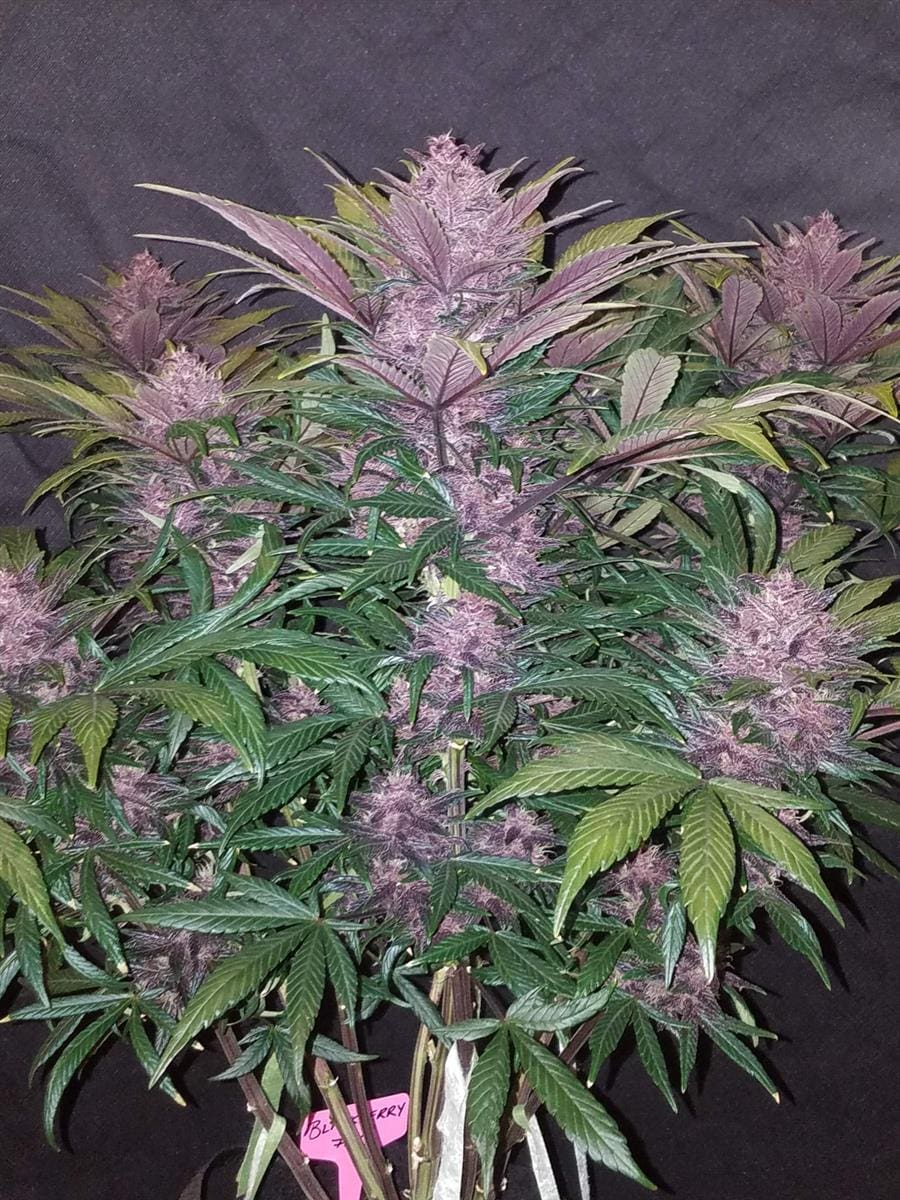 Fast Buds Blackberry Auto Fem 3St.