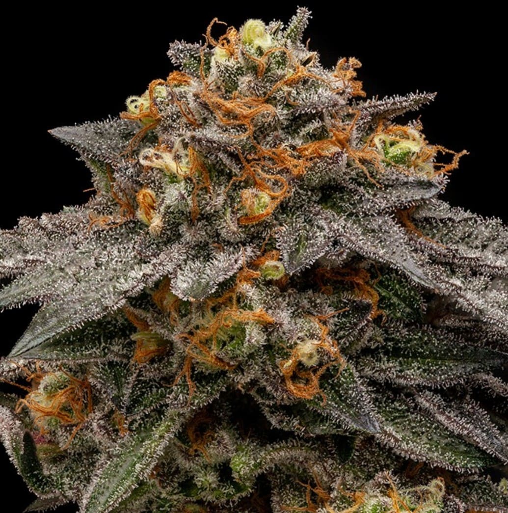 Ripper Seeds Shimo Fem 3St.