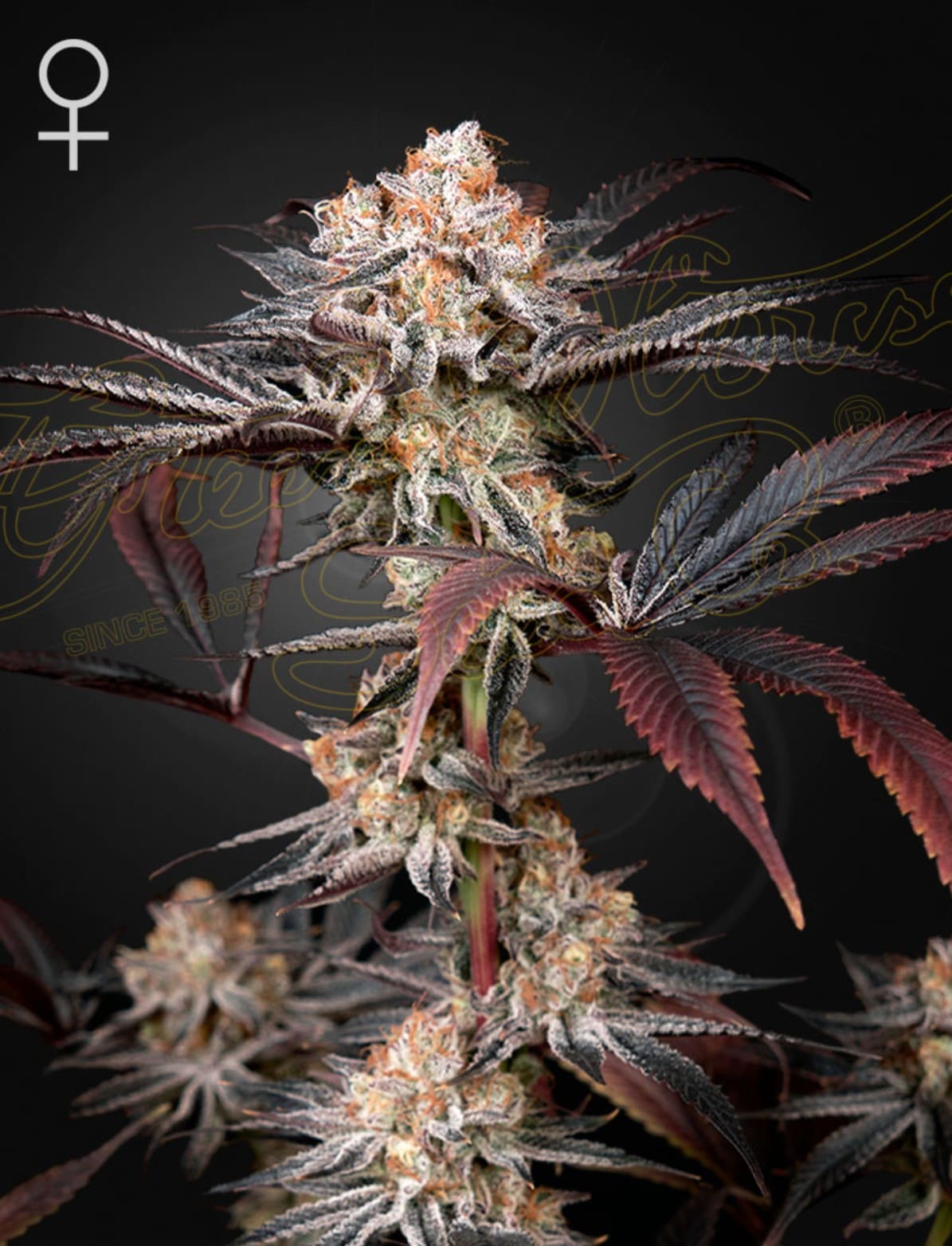 Green House Seed Co. Wonder Pie Fem 3St.