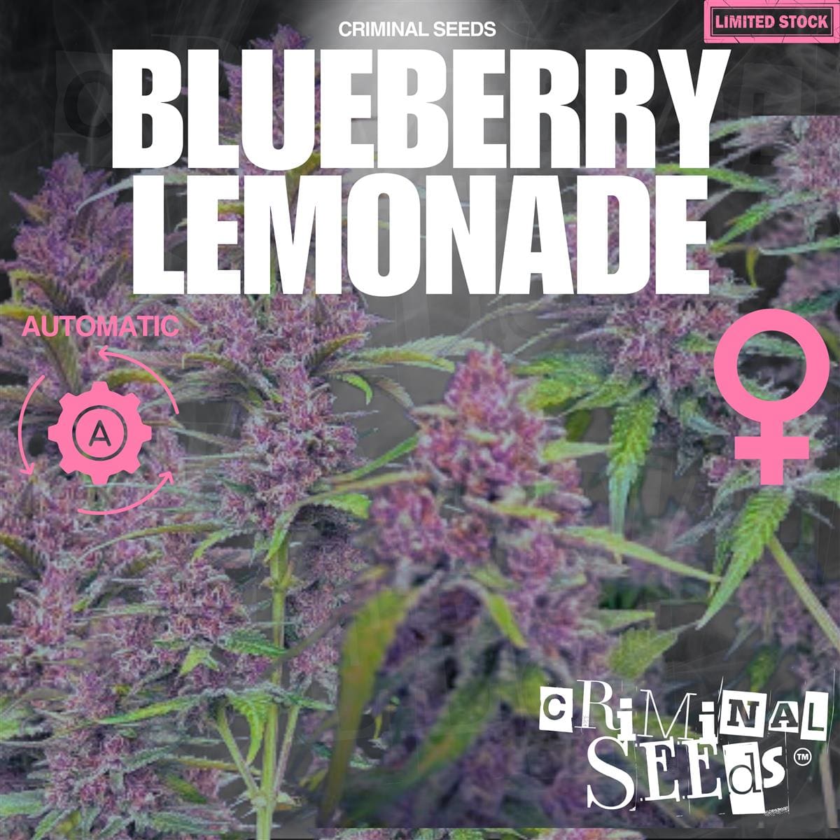 Criminal Seeds Blueberry Lemonade Auto Fem 3St.