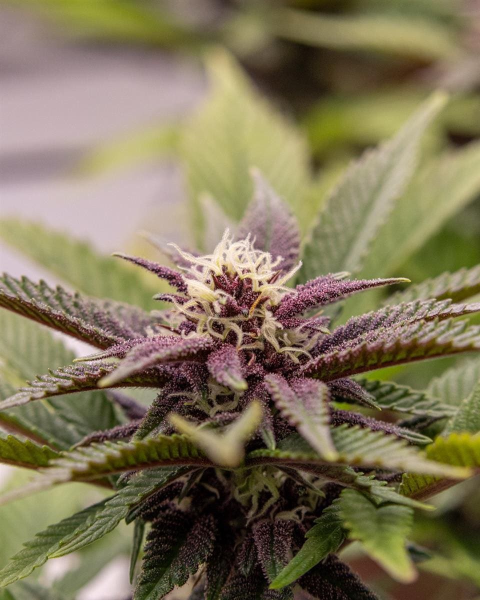 Kannabia Hightere Kirsche Fem.