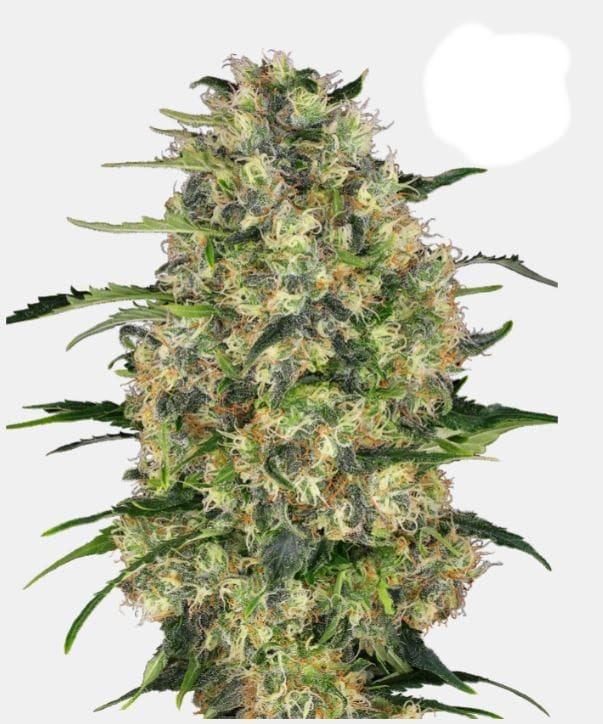 Sensi Seeds Black Domina Fem. 3St.