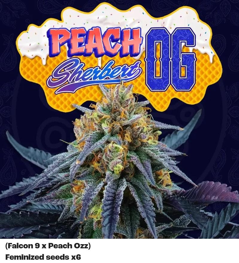 Perfect Tree Peach Sherbert OG Fem 6St.