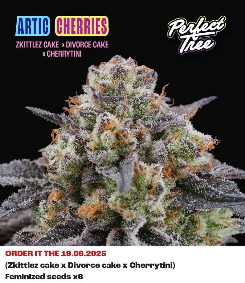 Perfect Tree DOKI DOKI Fem 6St.